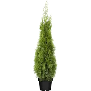 pflanzen-für-dich.de Thuja occidentalis 'smaragd' 100-120 cm