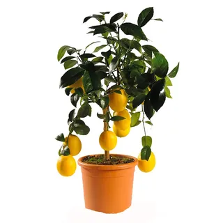 SAVINI VIVAI Zitronenpflanze, Zitrusbaum Meyer-Zitrone im 20 cm Topf, Höhe 70 cm, 2-3 Jahre Veredelung, hergestellt in Italien