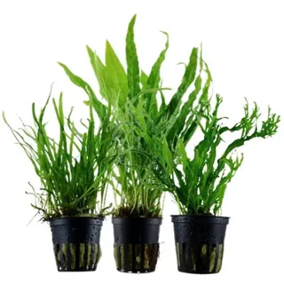 Aquaone Wasserpflanze Pflanzen Set mit 3 Javafarn Wasserpflanzen Nr.132