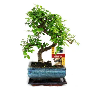 EXOTENHERZ Bonsai Chinesische Ulme - Ulmus parviflora - ca. 6 Jahre