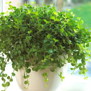 1 x Peperomia rotundifolia | Hängender Zwergpfeffer | Kleine Zierpflanze fürs Haus oder das Büro