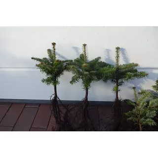 Nordmanntannen Set – 20st : 10 Nordmanntannen 5j. + 10 Nordmanntannen 2j. | Weihnachtsbaum-Anzucht & immergrüne Gartenbäume | Wurzelware