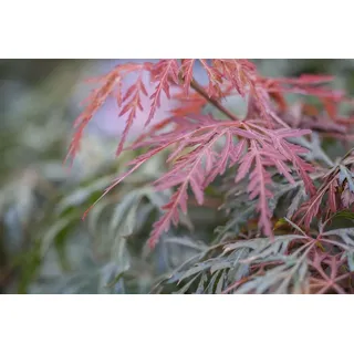 Pflanzen für Dich Gehölze Acer palmatum Orangeola, 1 St., Japanischer Ahorn, Fächerahorn