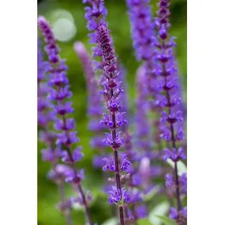 Blumenhandel Ullrich Salvia nemorosa Caradonna in Blau Steppen-Salbei"1 Wurzelstück" Winterhart Staude