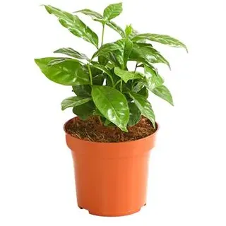 Kaffeepflanze - Coffea arabica, Grün