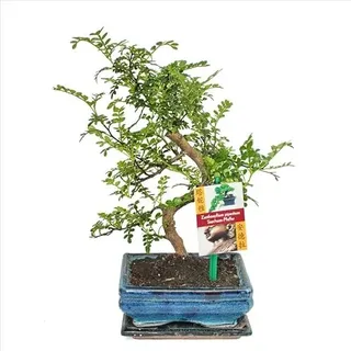 Bonsai Szechuan-Pfeffer Zanthoxylum piperitum ca. 6 Jahre 14cm Schale