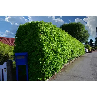 5st. Kirschlorbeer Novita im Topf 120-150cm Buschig XXL reine Pflanzenhöhe Heckenpflanzen Prunus laurocerasus Lorbeer Gartenhecke Sichtschutz Kirschlorbeerhecke