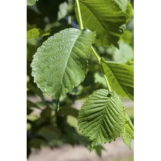 Pflanzen für Dich Gehölze Morus alba, 1 St., Weiße Maulbeere, Maulbeerbaum weiß