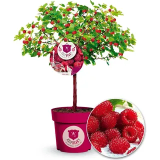 BALDUR Garten 1x Himbeer-Baum Raspbeary® mit Stamm & Krone, Pflanze im 4,6 Liter-Topf, winterhart, mehrjährig, pflegeleicht, Rubus idaeus, Himbee...