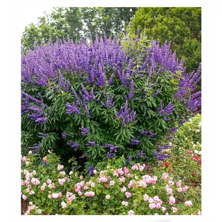 BALDUR Garten 2x Mönchspfeffer 'Queen Bee®', Pflanzen im 9x9 cm-Topf | extrem lange Blütezeit & Bestäubermagnet, erinnert an Sommerflieder, winterhart & mehrjährig, pflegeleicht, robust