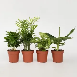 PFLANZENFREUND luftreinigende Zimmerpflanzen Höhe ca. 25-40cm 4 Pflanzen