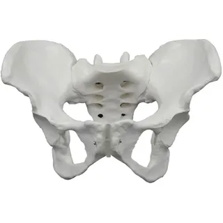 Anatomisches weibliches Beckenmodell, lebensgroß, weibliches Beckenknochen für Geburtshilfe und Gynäkologie, klinische Einstellungen, weibliches Becken, weibliches Becken, Anatomiemodell, weibliches