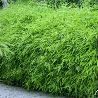 Gardeners Dream Fargesia Rufa - Winterharte Bambus Pflanze - Horstbildend & Pflegeleicht - Bambus Sichtschutz Garten Pflanzen - Ideal als Kübelpflanzen, Terrassen Pflanzen, Heckenpflanzen