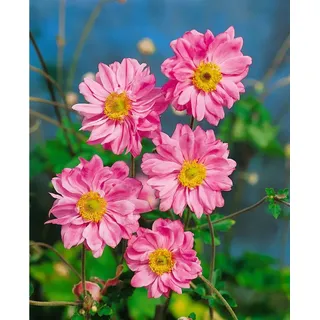 PlantaPro Anemone japonica Bressingham Glow' Herbstanemone rosa, ca. 9x9 cm Topf