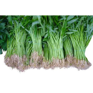 Wasserspinat 50 Samen -Ipomoea aquatica- Morning Glory *Wasserpflanze/Teich/Sumpf und Biotop*