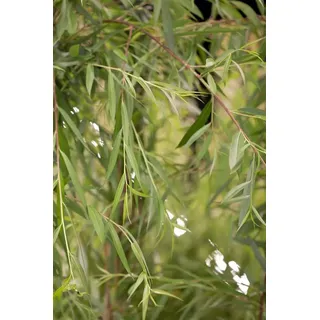 Pflanzen Für Dich Salix Alba Tristis Trauerweide Gelbgrün 100–150