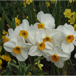 Narzissenzwiebeln : Narcissus Narzissen Osterglocken Mehrblütige Narzisse Geranium 5 Blumenzwiebeln