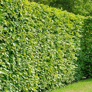 Garten-Schlüter® Hainbuche/Weißbuche Hecke, 60-80 cm geliefert im Container - Carpinus betulus als Laubhecke - schnellwachsend, schnittverträglich, winterhart - Heckenpflanze Hainbuchenhecke
