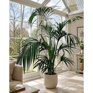 XXL Kentia Palme bis 220 cm – Howea forsteriana Zimmerpalme, elegante Indoor Palme & große Wohnzimmerpalme, pflegeleichte tropische Grünpflanze für Büro, Wintergarten & Wohnraum