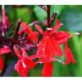 Bio Stauden-Lobelie, Dunkelrot, Rot