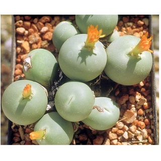 Conophytum calculus - Sukkulente - 10 Samen