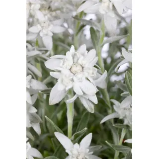 Pflanzen Für Dich Leontopodium alpinum Edelweiß ca. 9x9 cm Topf