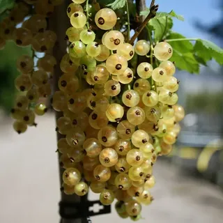 Artländer Pflanzenhof Weiße Versailler, weiße Johannisbeere, Weißer (Ribes rubrum Weißer Versailler, Erntezeit: Juli)