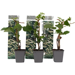 Plant in a Box - Hydrangea petiolaris - Höhe 25-40cm