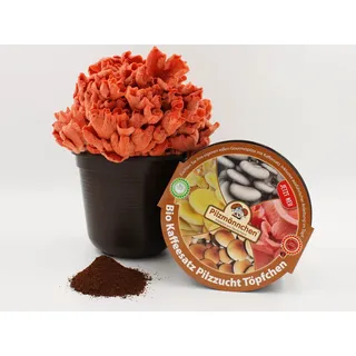 Kaffeesatz Pilzzucht-Töpfchen Bio