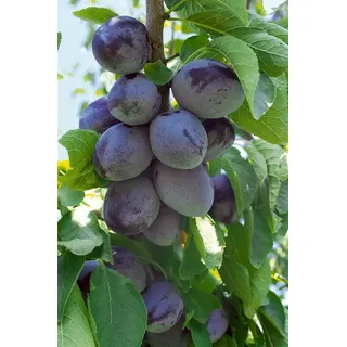 Pflanzen Für Dich Prunus Domestica Hauszwetsche Zwetschge CAC 150-200cm