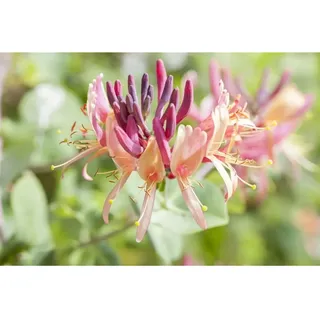 pflanzen-für-dich.de Lonicera Caprifolium Jelängerjelieber 100–150 cm Duftend