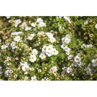 Pflanzen Für Dich Potentilla Fruticosa Bella Bianca Fingerstrauch Weiß 30–40 cm