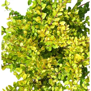 Japanische Stechpalme gelber Bergilex Ilex crenata 'Golden Gem' 20-25 immergrün winterhart Freilandaufzucht