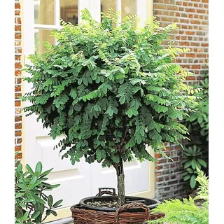 BALDUR Garten 1x Kugel-Akazien-Stämmchen, Pflanze im 3 Liter-Topf, Robinia pseudoacaia Umbraculifera, dekorativ, winterhart, pflegeleicht, für Standort im Schatten geeignet