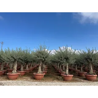 sunny-tree Sunny Tree - Olea Europea Winterharte Olivenbaum 180 cm im decotopf 45 Jahre alter Olivenbaum - Fruchttragend - immergrün - Winterhart bis -18