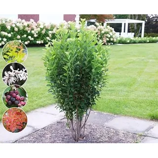 Säulen-Felsenbirne `Rainbow Pillar ́, Amelanchier canadensis, 40-80cm im Topf