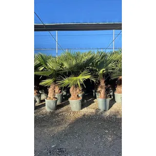 sunny tree Trachycarpus Fortunei Chinesische Fächerpalme, 140-160 cm, Stammhöhe 40-50 cm, Winterhart bis -18°C, Topf Ø 33 cm