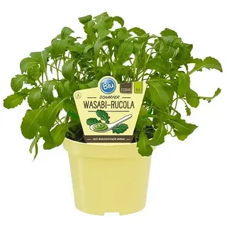 Piardino Wasabi  (Wasabia japonica)