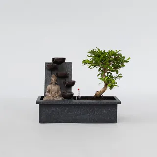 Plant in a Box - Bonsai - Höhe 25-35cm - Topf 29cm