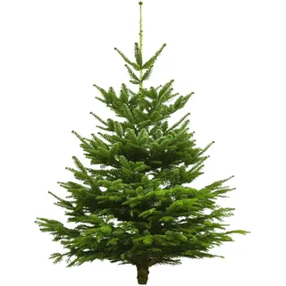 Echter Weihnachtsbaum Nordmanntanne, Höhe ca. 80 - 100 cm, Premiumqualität, f...