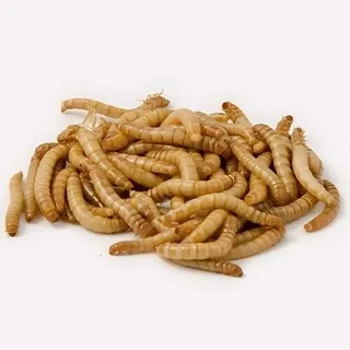 Mehlwürmer lebend 1kg