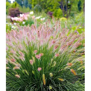 BALDUR Garten 3x Lampenputzergras Hameln, Pflanzen im 9x9 cm-Topf, Federborstengras, Süßgras, winterharte Staude, trockenresistent, mehrjährig, ...