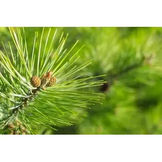 10st. Kiefer "Pinus sylvestris" 30-60cm Waldkiefer Wurzelware Forstpflanzen Nadelgehölze