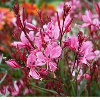 Gaura – Gaura lindheimeri 'Siskiyou Pink'