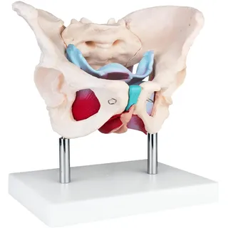 MedMod Anatomie Modell weiblicher Beckenboden, Lebensgroßes weibliches Becken mit Muskeln, 24 x 18 x 17 cm, für Schule, Studium und Anatomie-Training, Lehrmodell