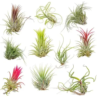 Bloomique - 10er-Mix - Tillandsia - Tillandsien - Luftpflanzen Echt - Sehr Pflegeleicht - Höhe 5-15 cm