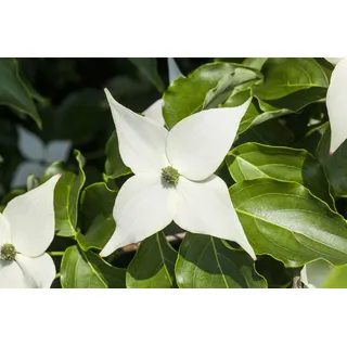Pflanzen Für Dich Cornus Kousa Milky Way 40-60 cm