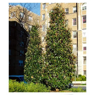 BALDUR Garten 1x Immergrüne Magnolie 'Alta', Pflanze im 3 Liter-Topf, imposante, schneeweiße Blüten, herrlich duftend, schlanker Wuchs, ideal für kleine Gärten & Kübel, winterhart & pflegeleicht