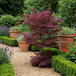 Japanischer Ahorn Acer palmatum Bloodgood Balkonpflanze Pflanze ca. 70 cm | für Beet, Terrasse und Balkon 1, winterhart, bienenfreundlich, robuster Wuchs