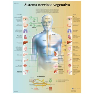 3B Scientific Papier bedruckt, Nervensystem Syndrom, 1